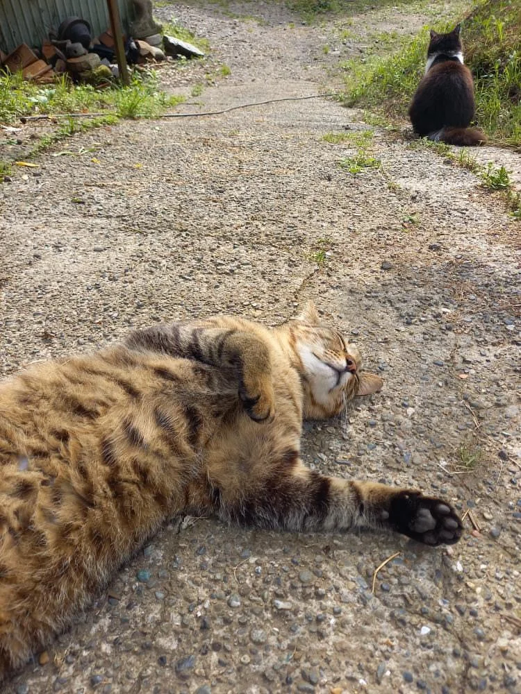 日向ぼっこする猫
