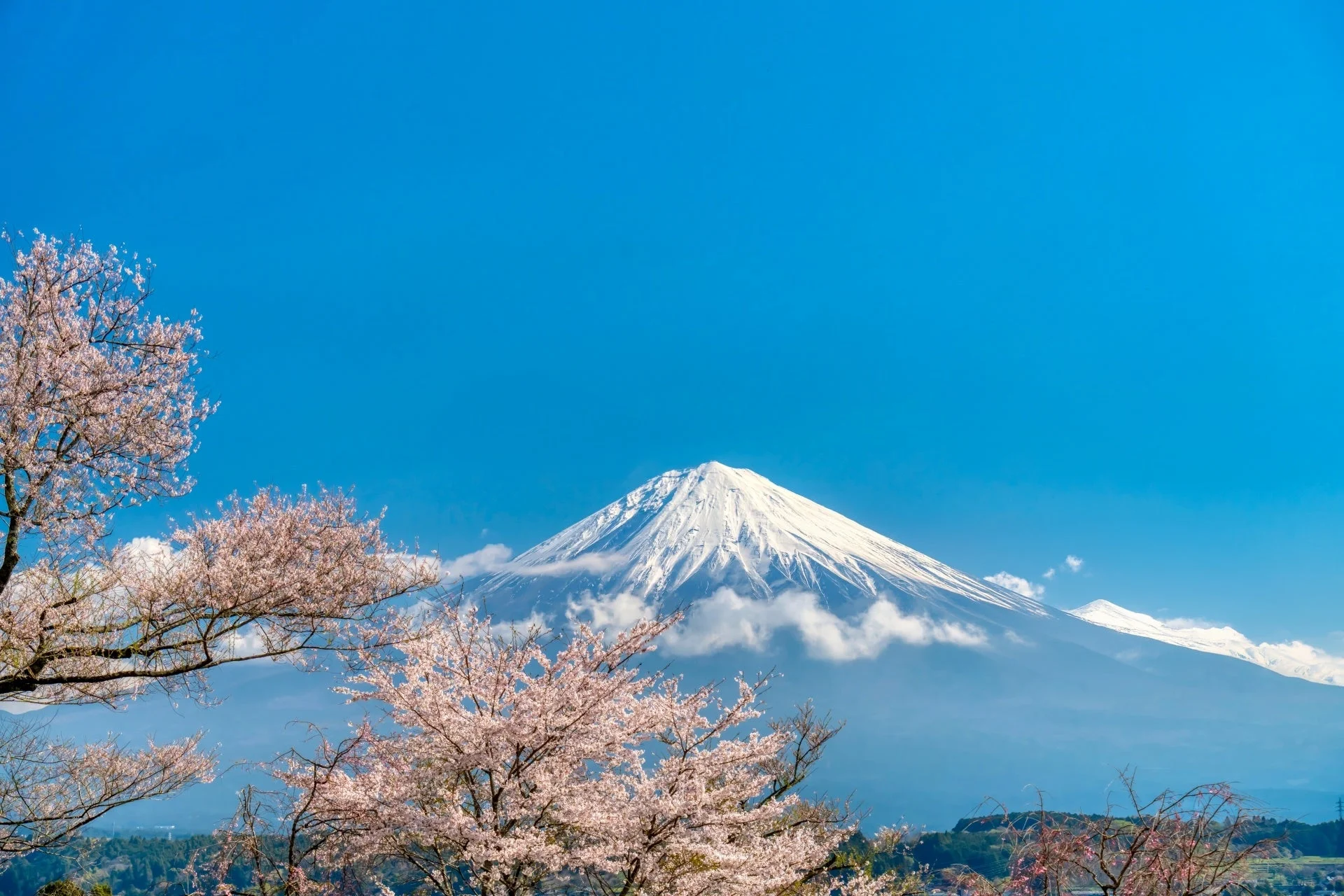 富士山と桜の風景