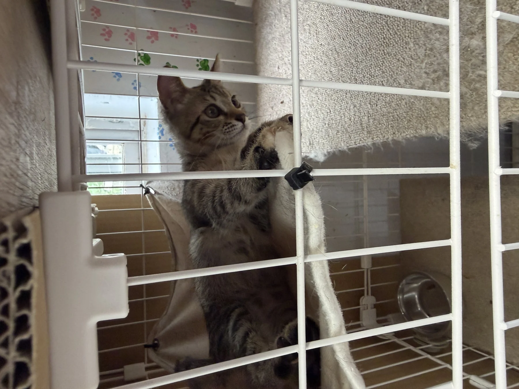 ケージ内の保護猫