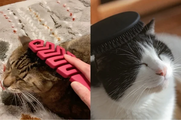 ブラッシングを楽しむ猫たち