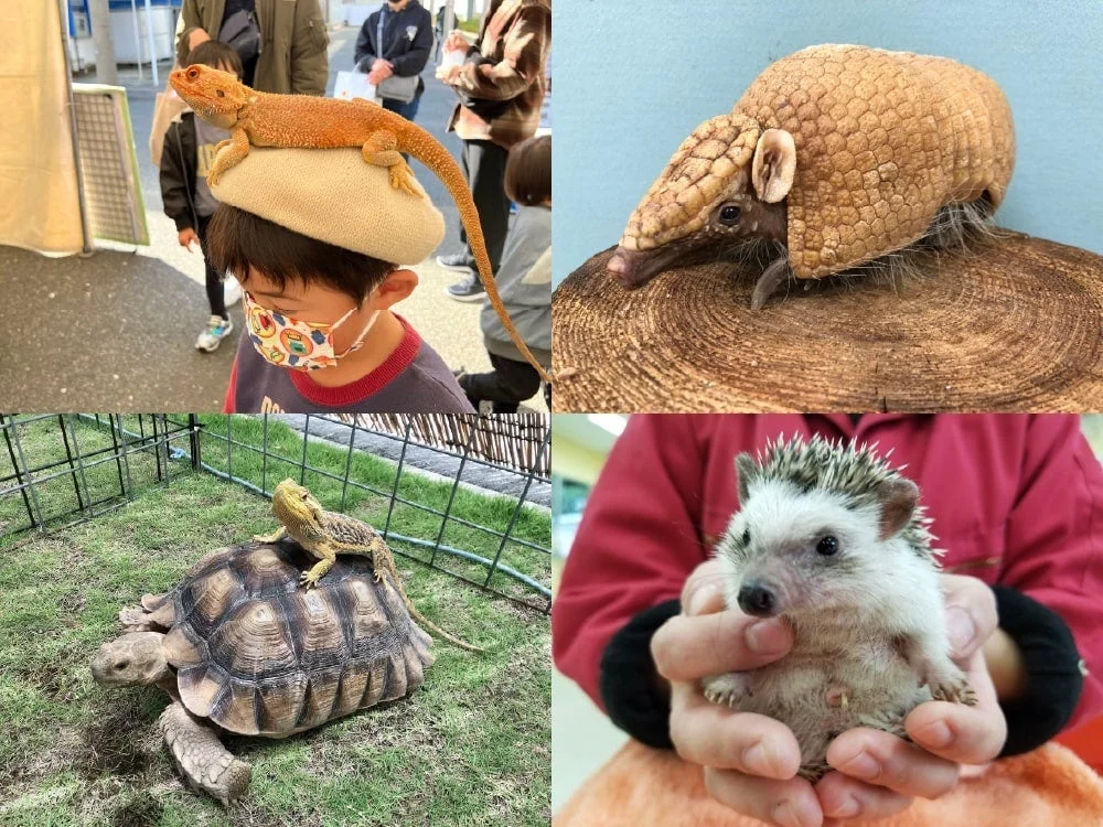 どうぶつふれあい&展示コーナー