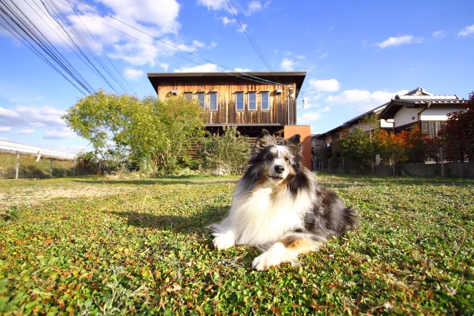 緑の草地に横たわる犬