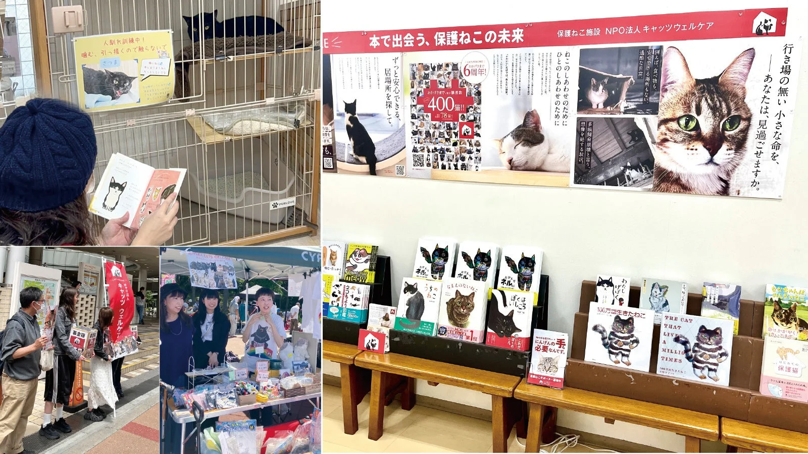 保護猫施設での活動風景