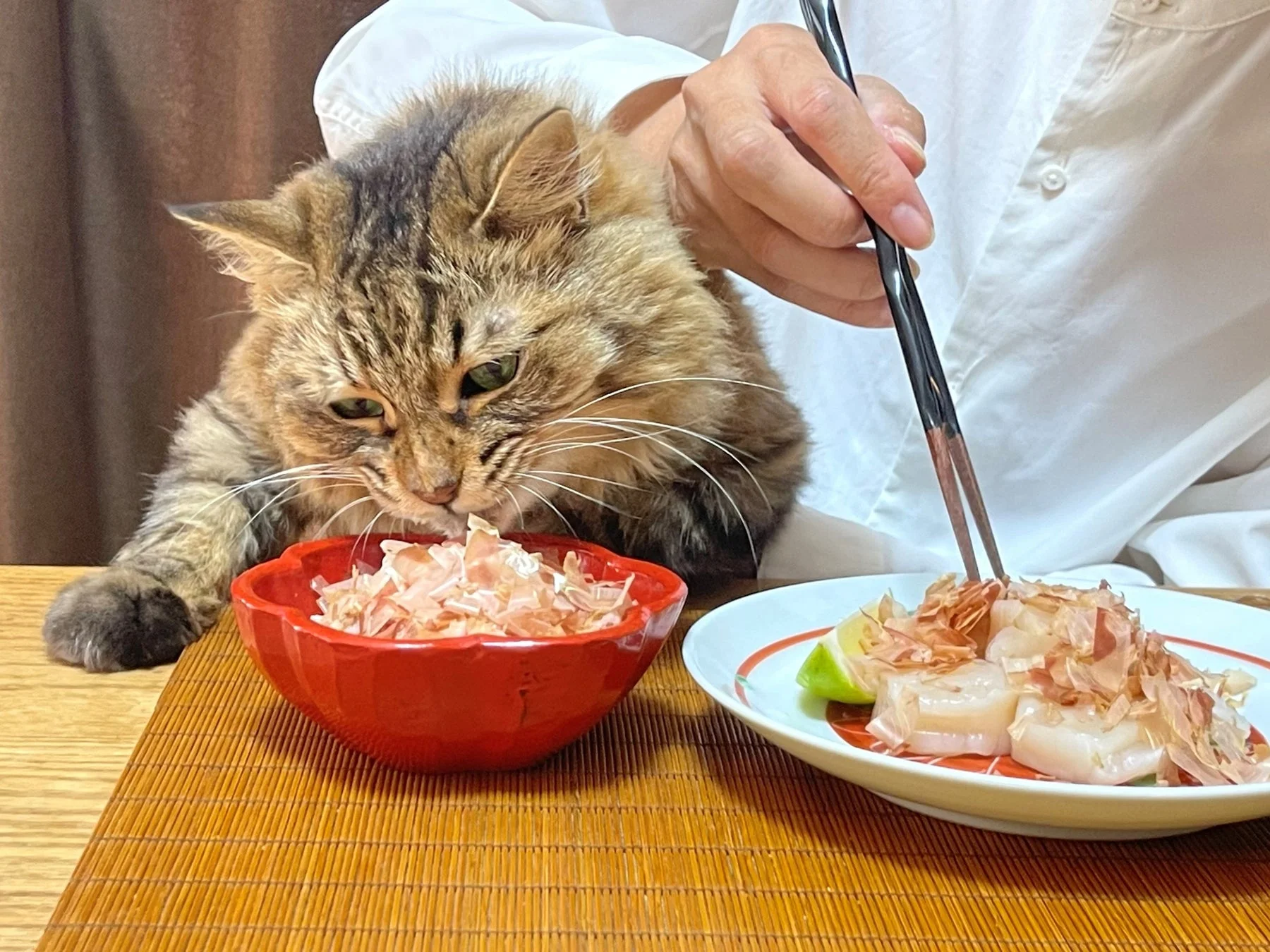 鰹節が添えられた料理を見つめる猫