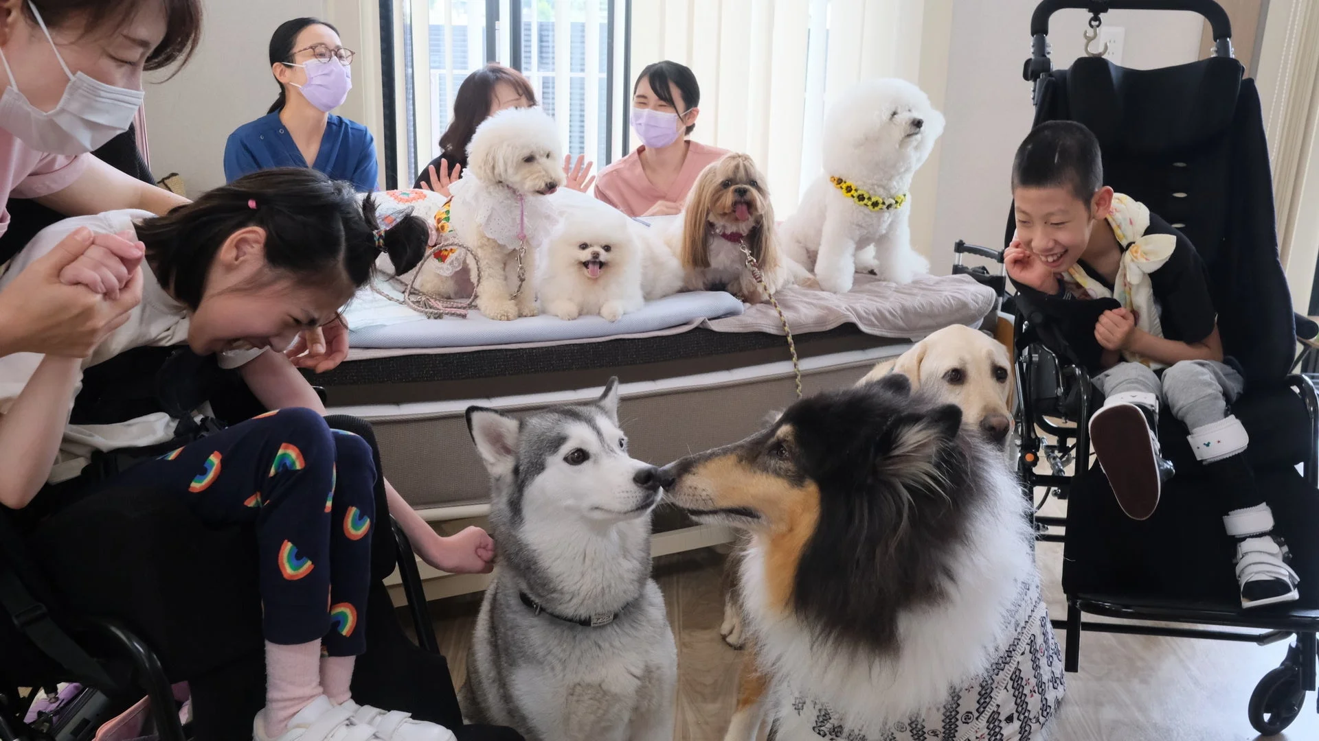 車椅子の子供と犬の触れ合い