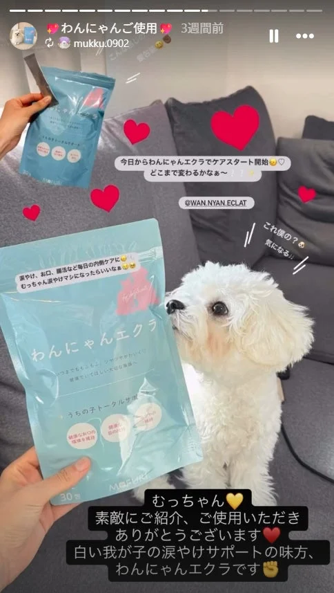 マルチーズとわんにゃんエクラ