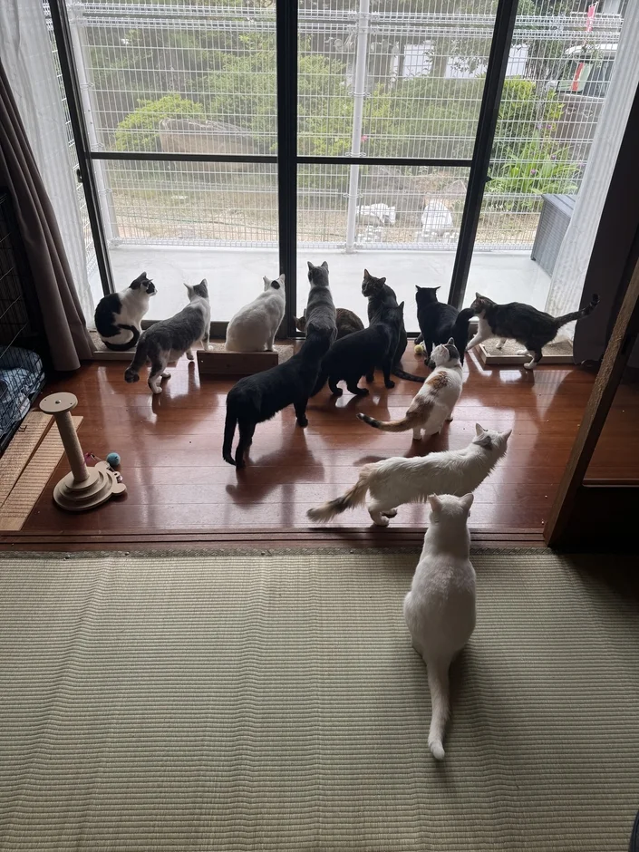 多くの猫たちが窓際に集まり、外の景色を眺めている様子