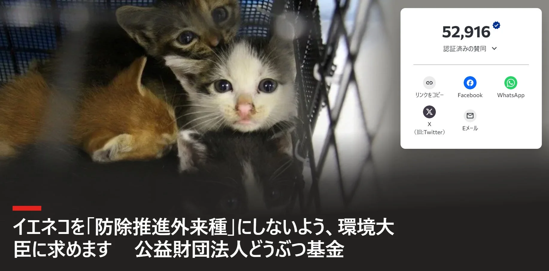 ケージに入った子猫と署名活動の画像