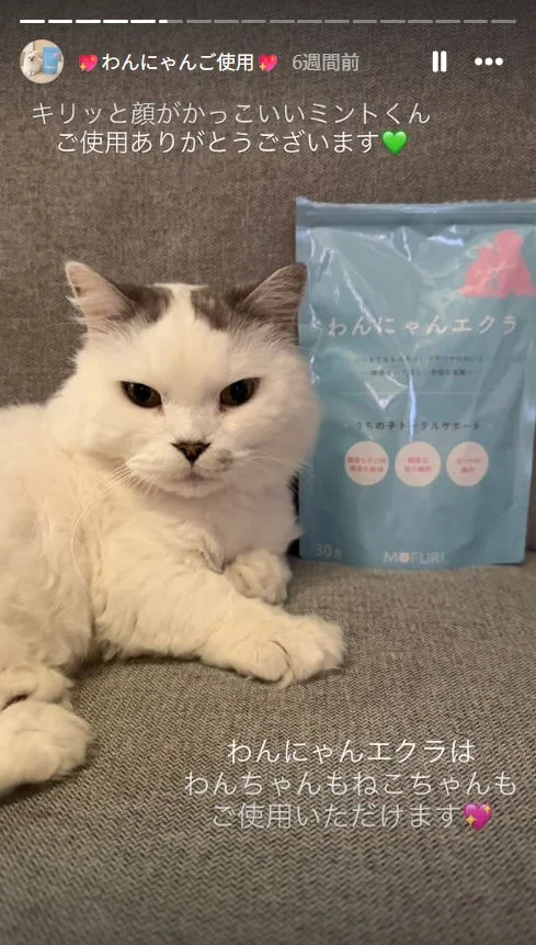 猫とわんにゃんエクラ