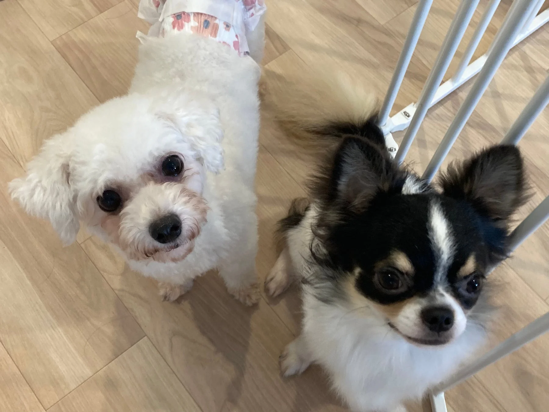 小型犬たち