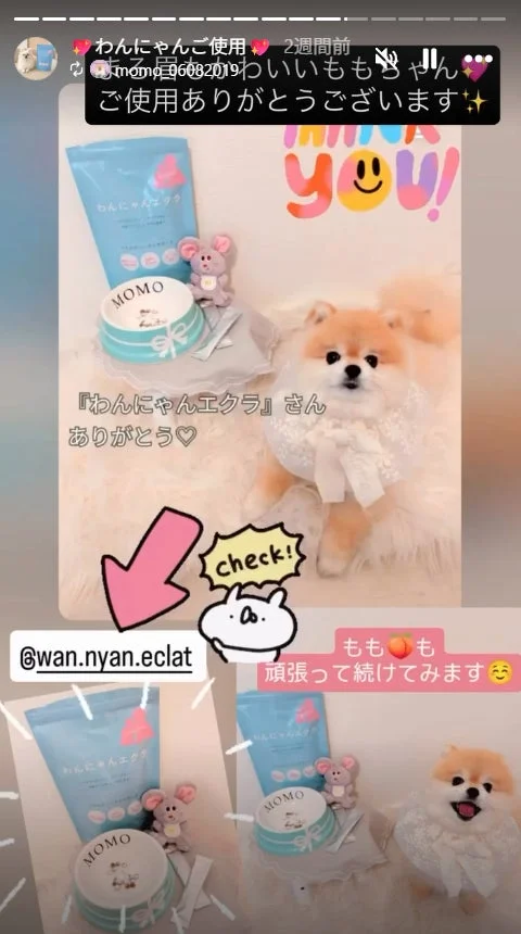 ポメラニアンとわんにゃんエクラ