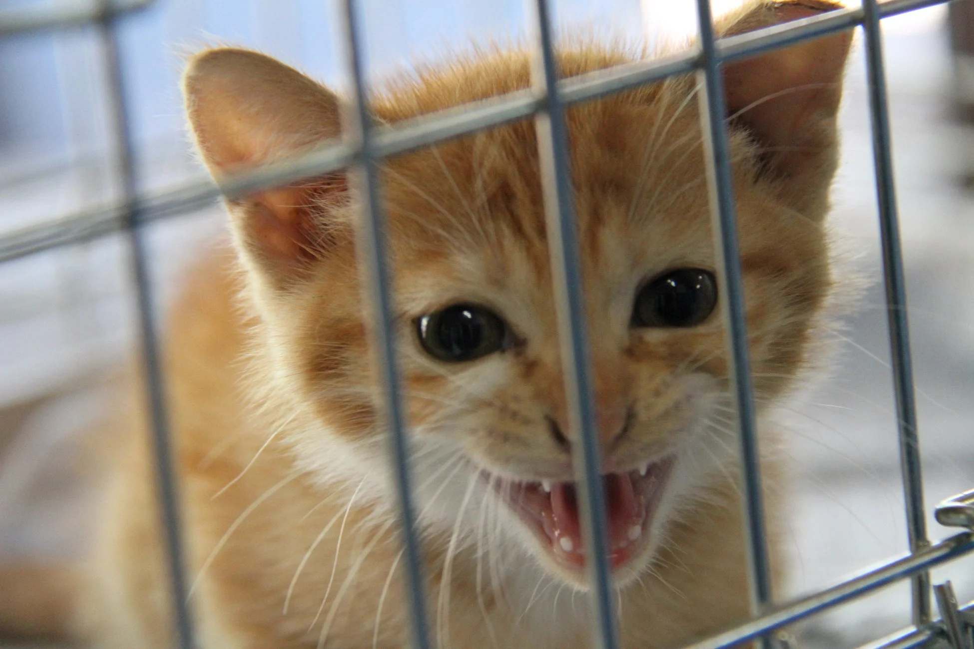 ケージの中にいる茶トラの子猫が、口を開けて鳴いているような、あるいは威嚇しているような表情を見せている。大きな瞳が印象的で、愛らしいが少し緊張感が漂う。