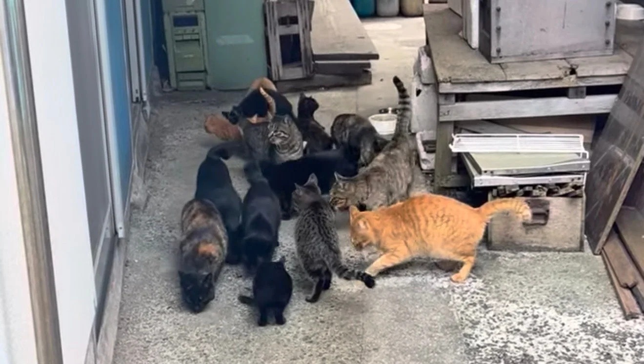 路地のような場所に、茶トラ、黒、キジトラ、三毛など様々な毛色の猫が多数集まっている様子