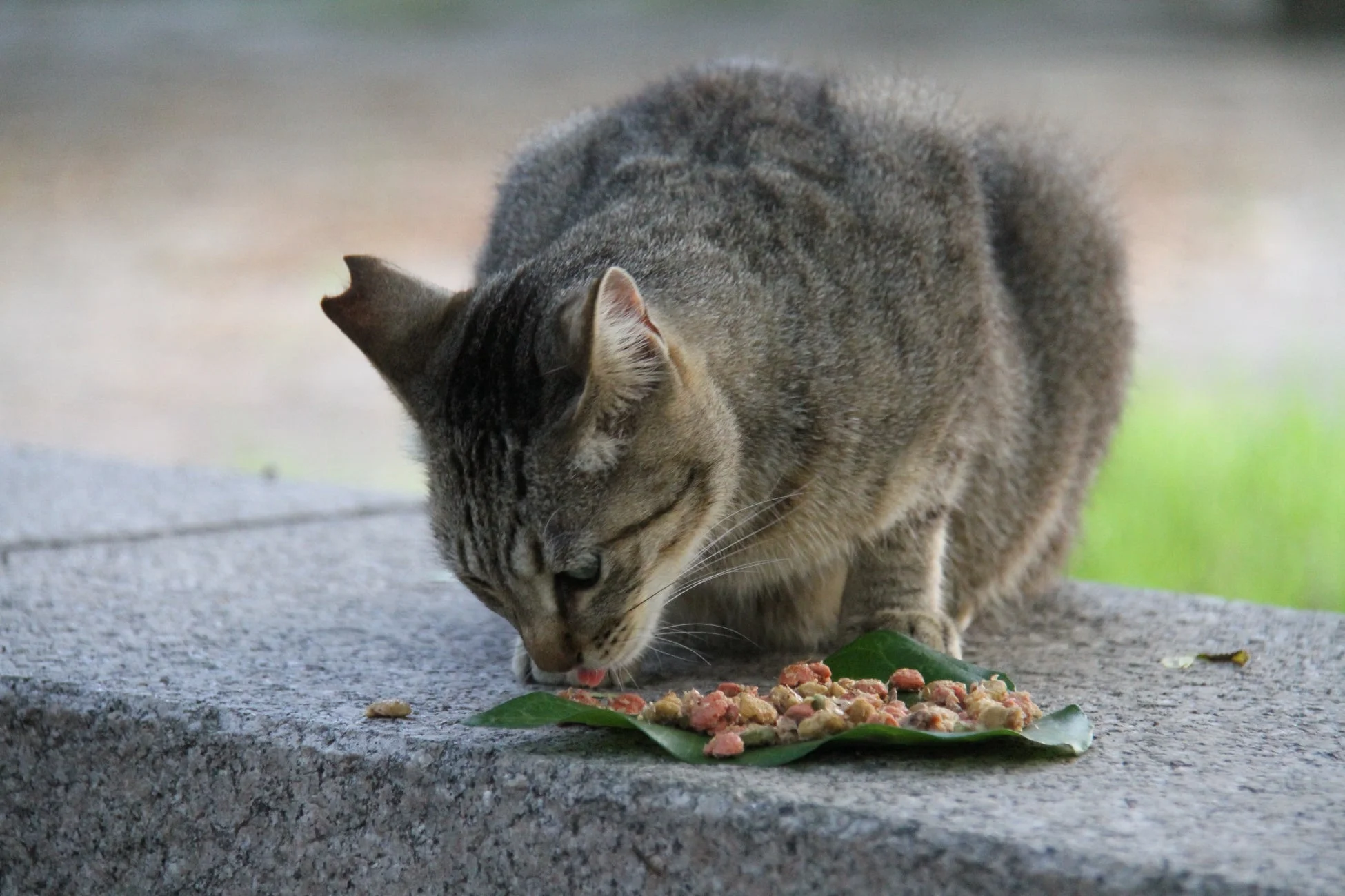 石垣の上で、キジトラ柄の猫が緑の葉っぱに乗せられたキャットフードを食べている。耳にはV字カットがあることから、地域猫である可能性が高い。