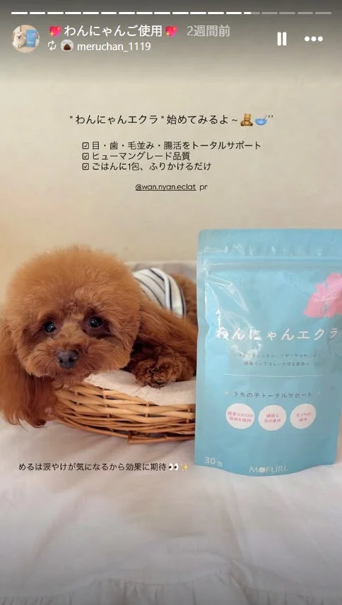 トイプードルとわんにゃんエクラ
