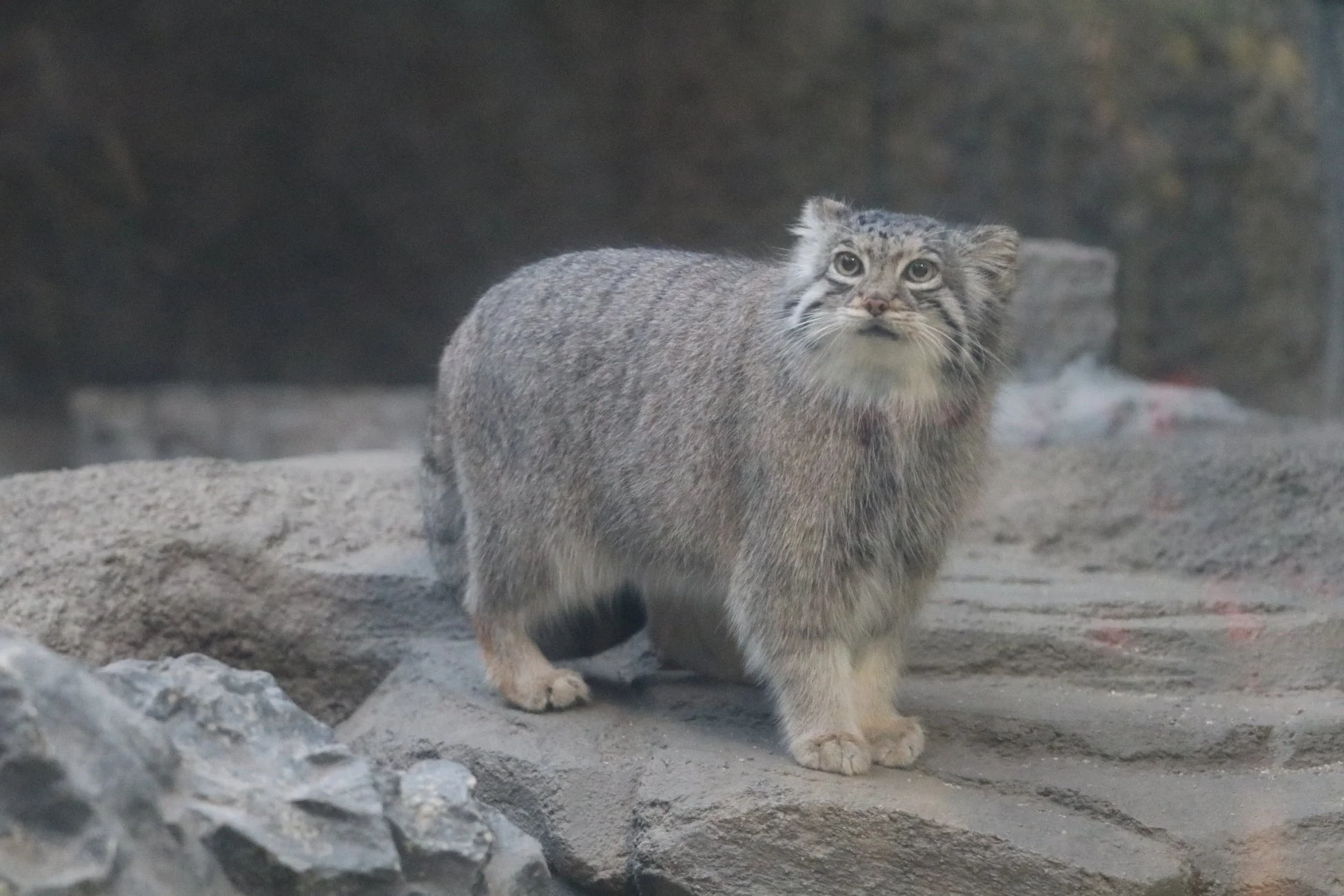 マヌルネコ