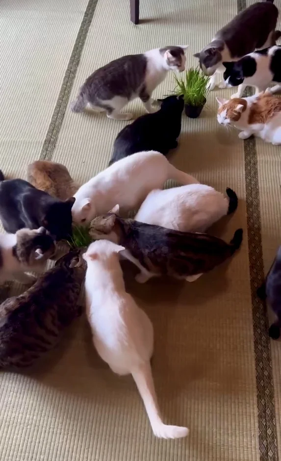 多くの猫が猫草を囲んで集まっている様子