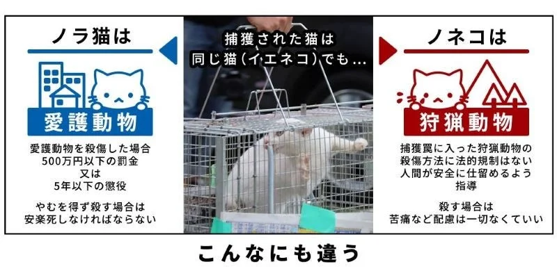 ノラ猫とノネコの法的扱いの違い