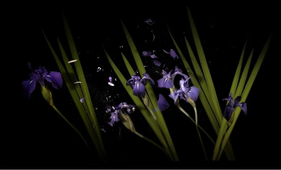散る花