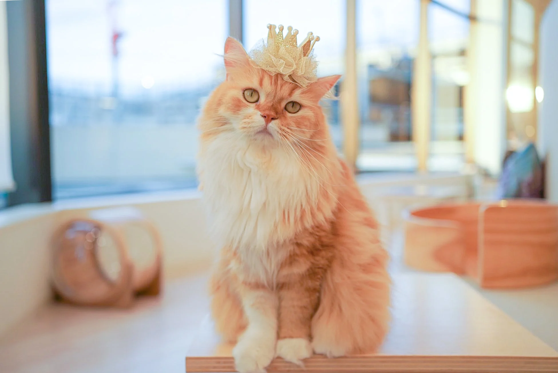 王冠をかぶった猫