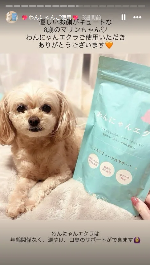 マルチーズとわんにゃんエクラ