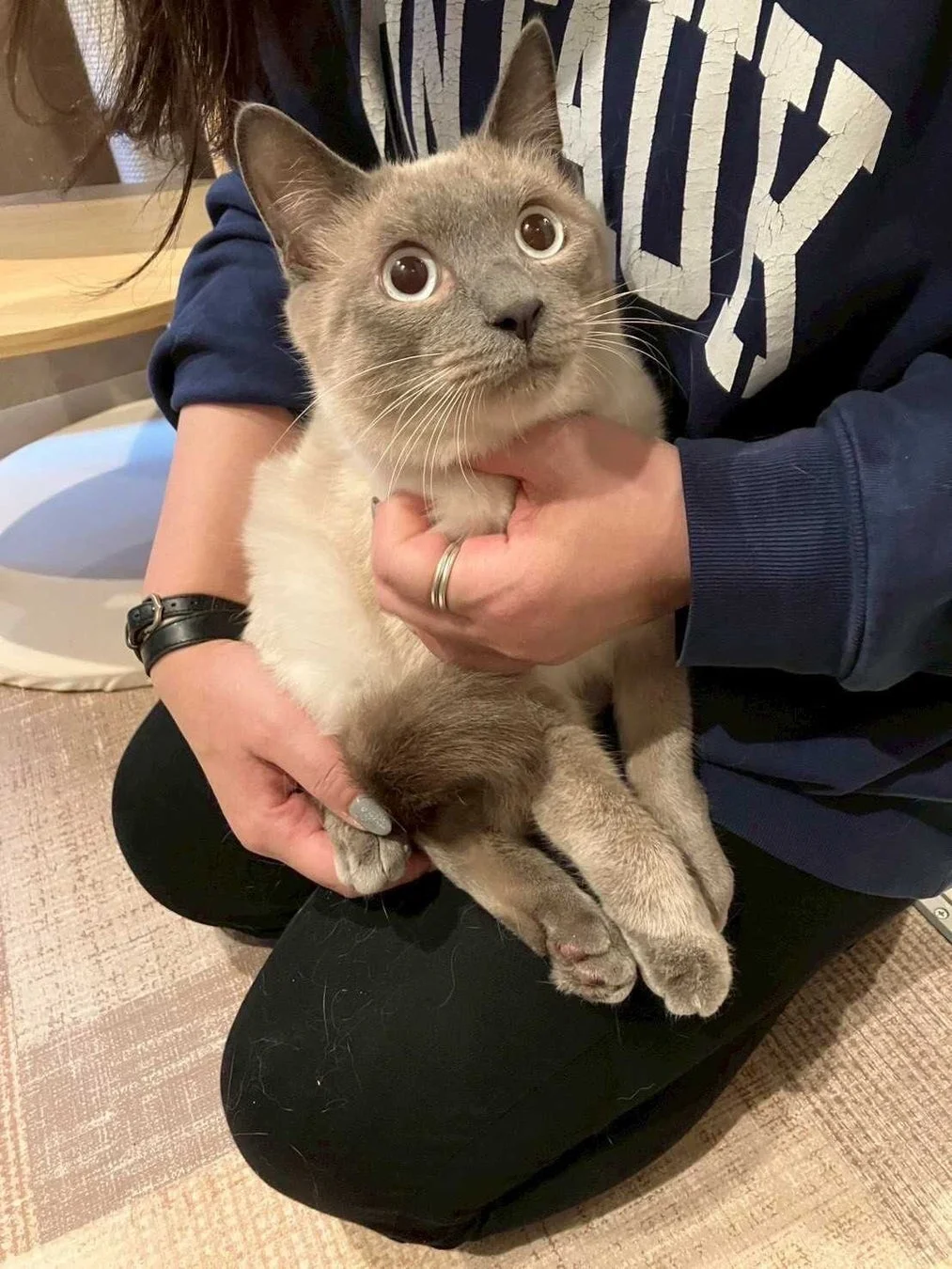 猫を抱っこする人