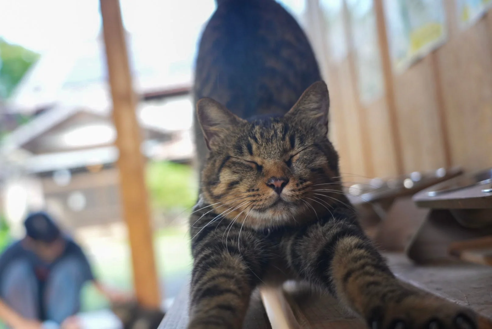 キジトラ猫が伸びる