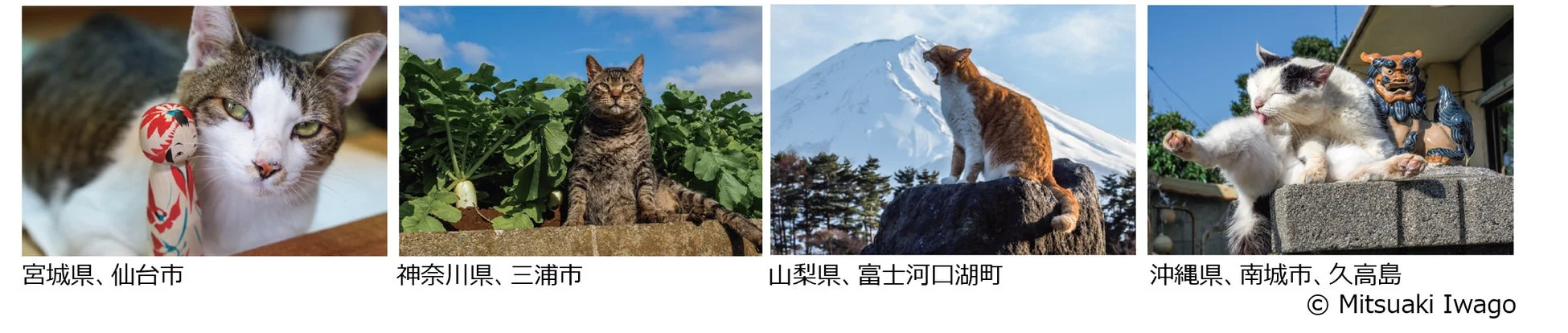 日本各地の猫の写真集