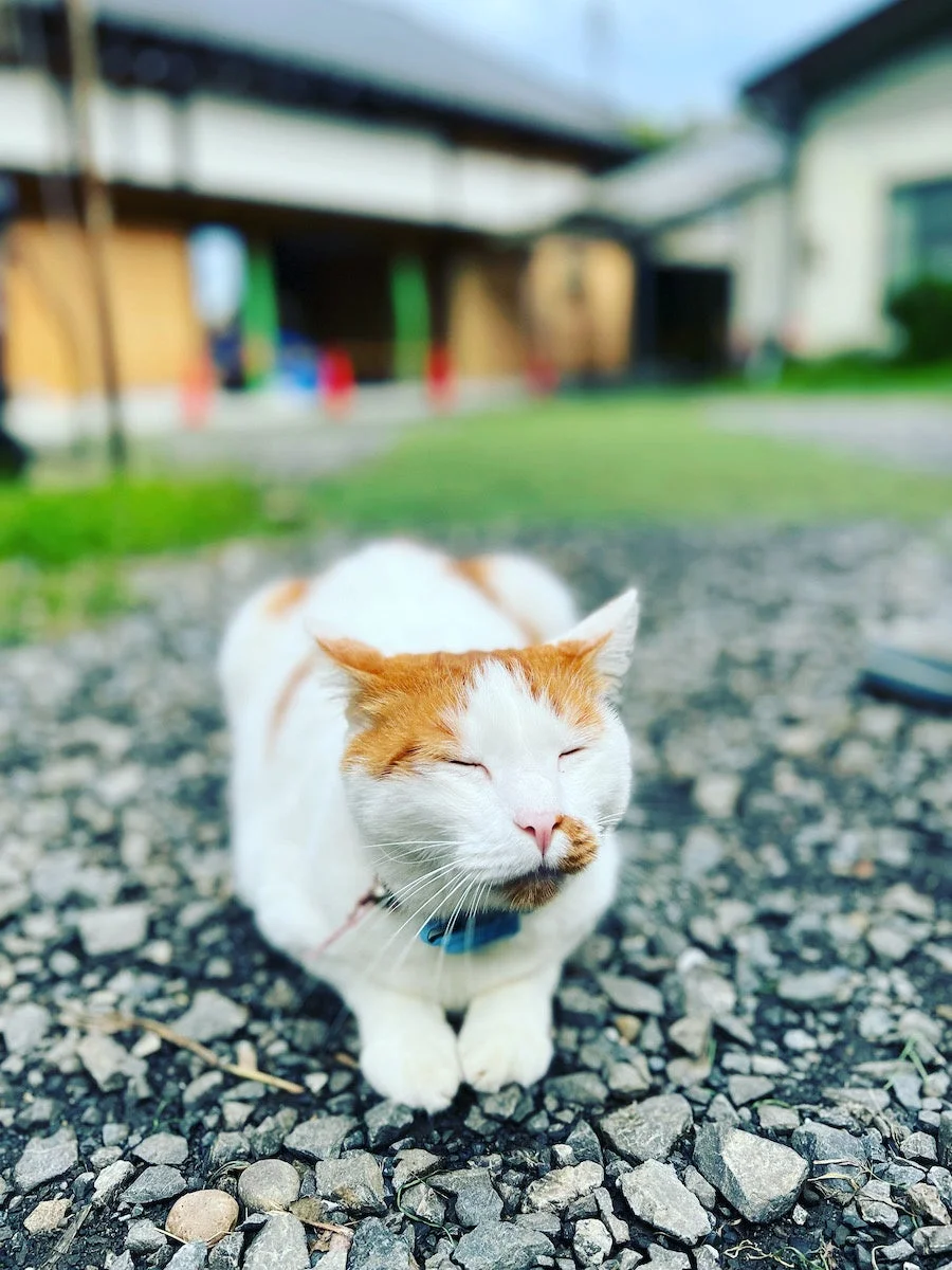 猫が砂利道でリラックス