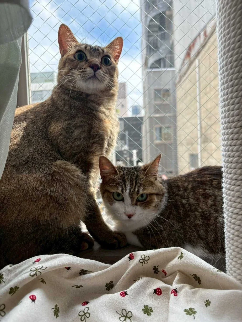 窓際にいる猫たち