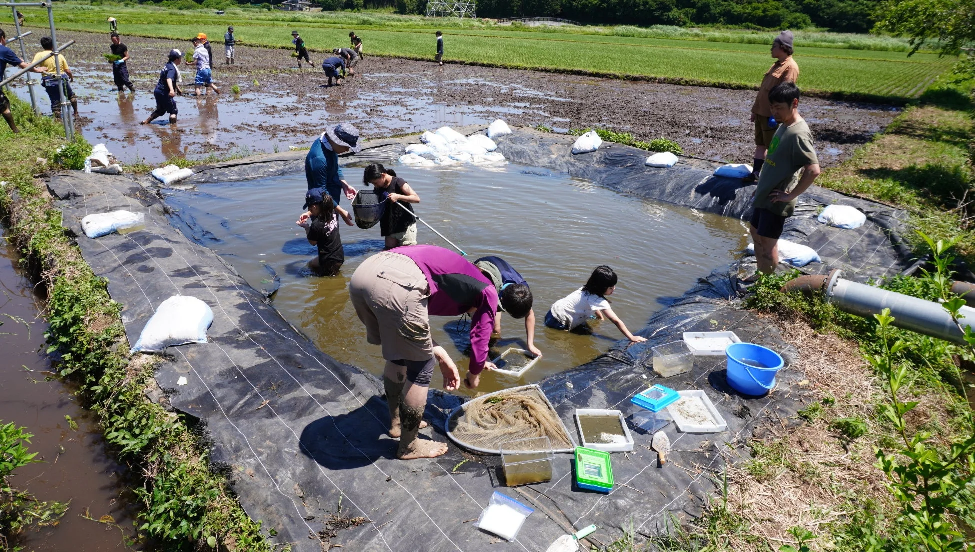 田んぼで生き物調査をする人々