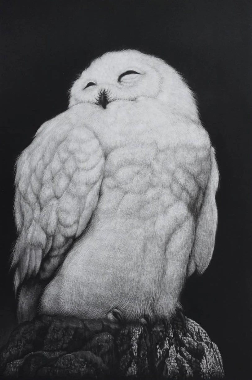 眠るシロフクロウ