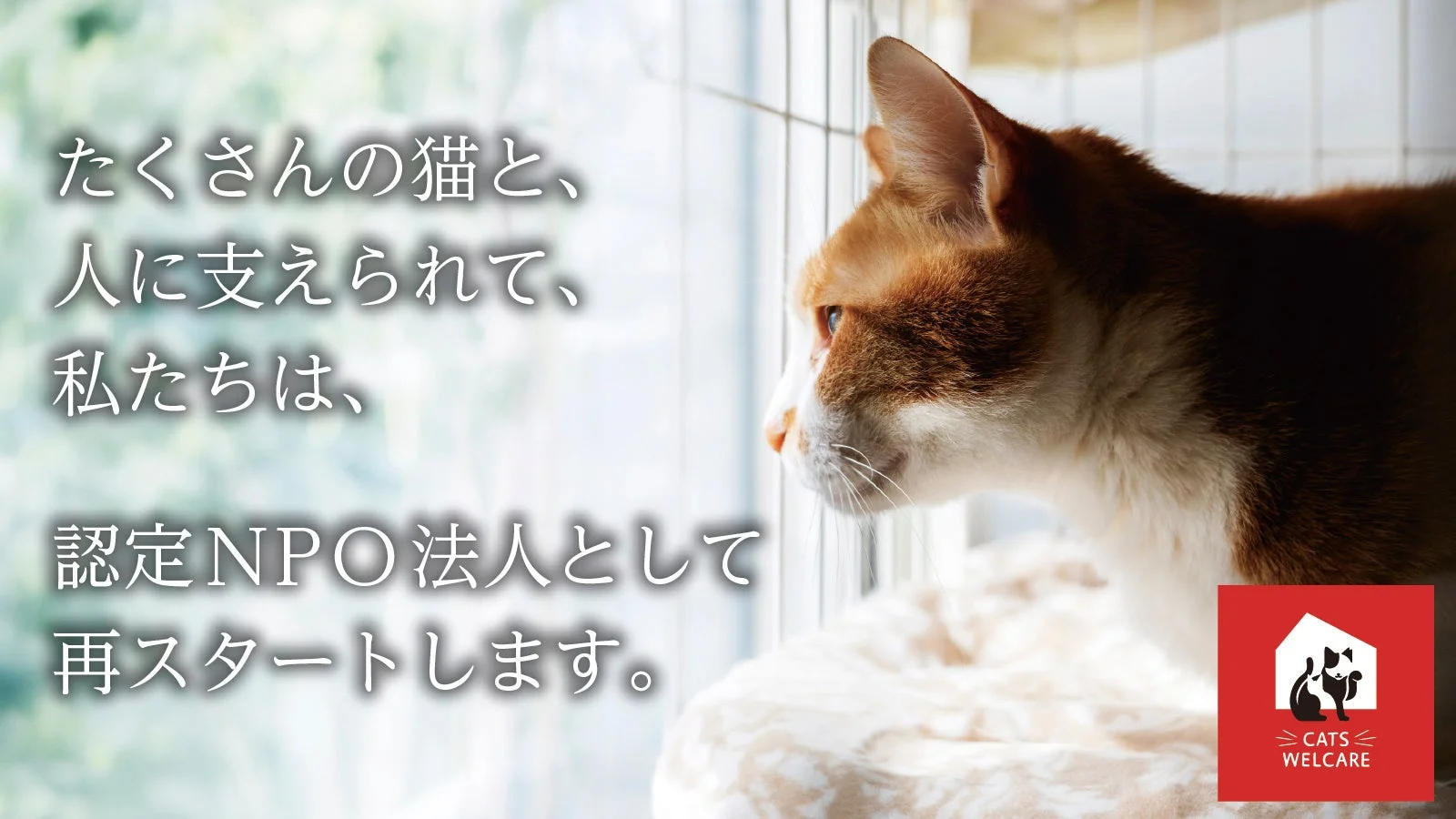 窓辺で外を見つめる猫