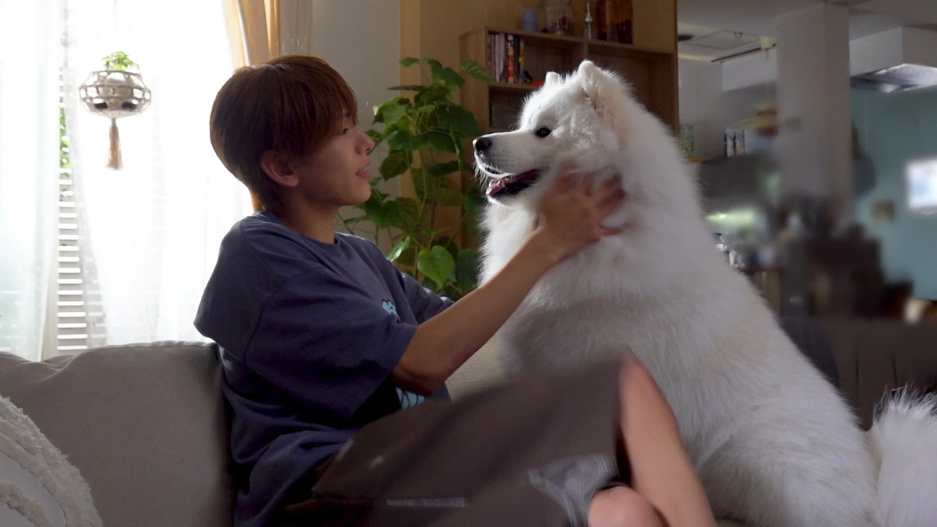ソファでサモエド犬を優しく撫でる人物