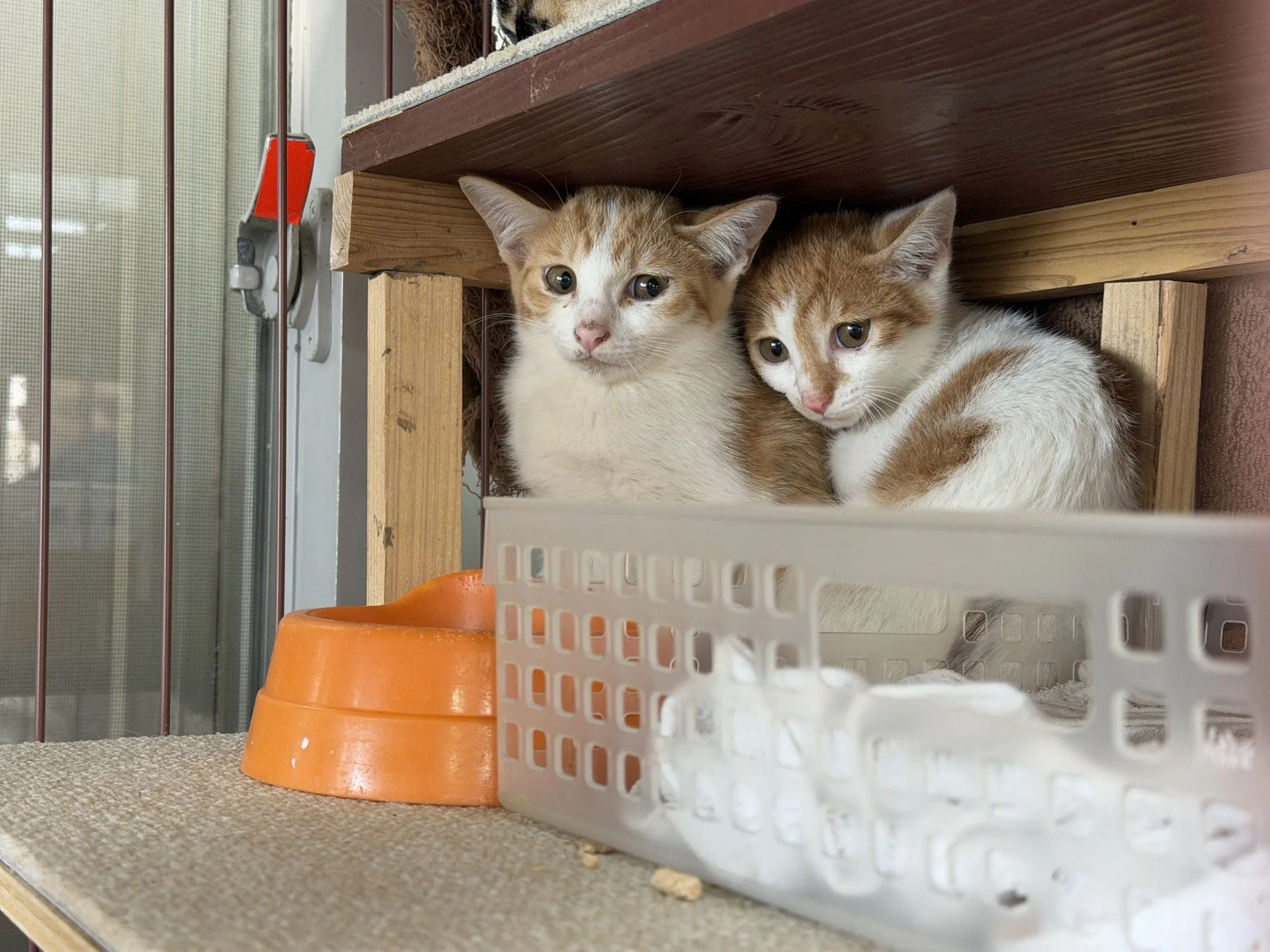 保護猫の様子
