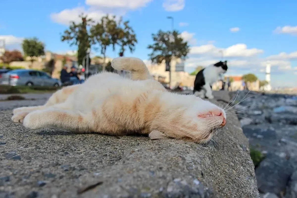 石垣の上でリラックスする猫