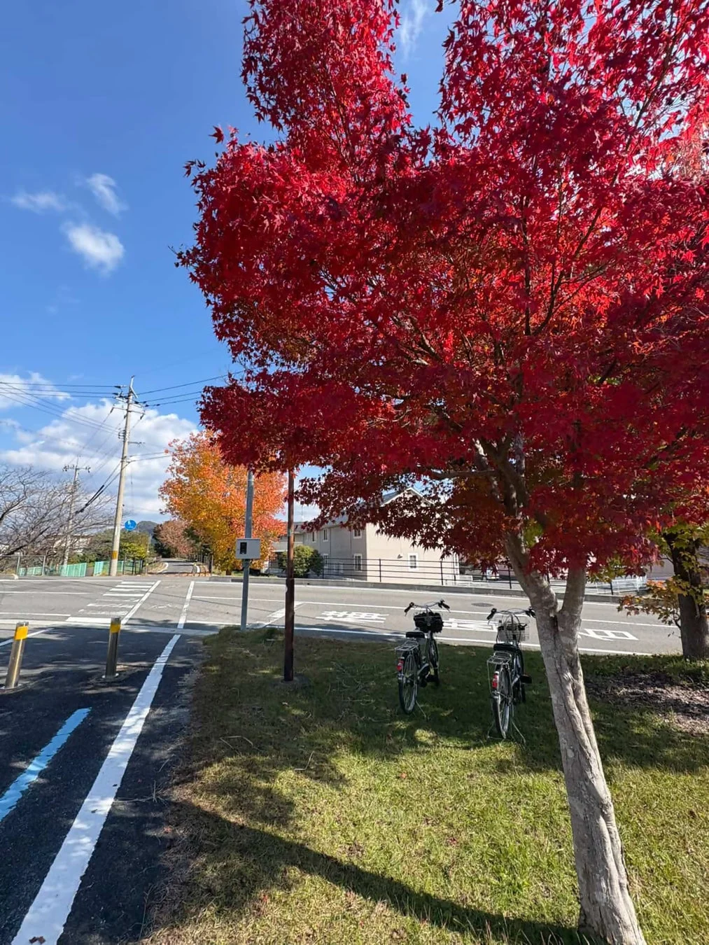 鮮やかな赤色の紅葉が美しい木の下に自転車が2台停められている