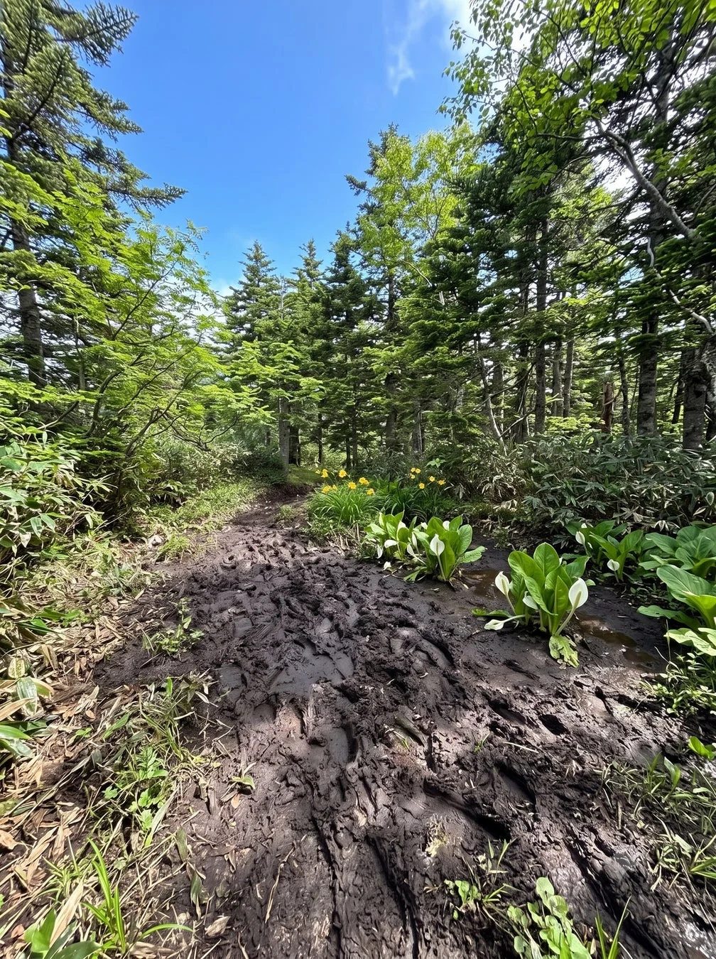 ぬかるんだ登山道の様子