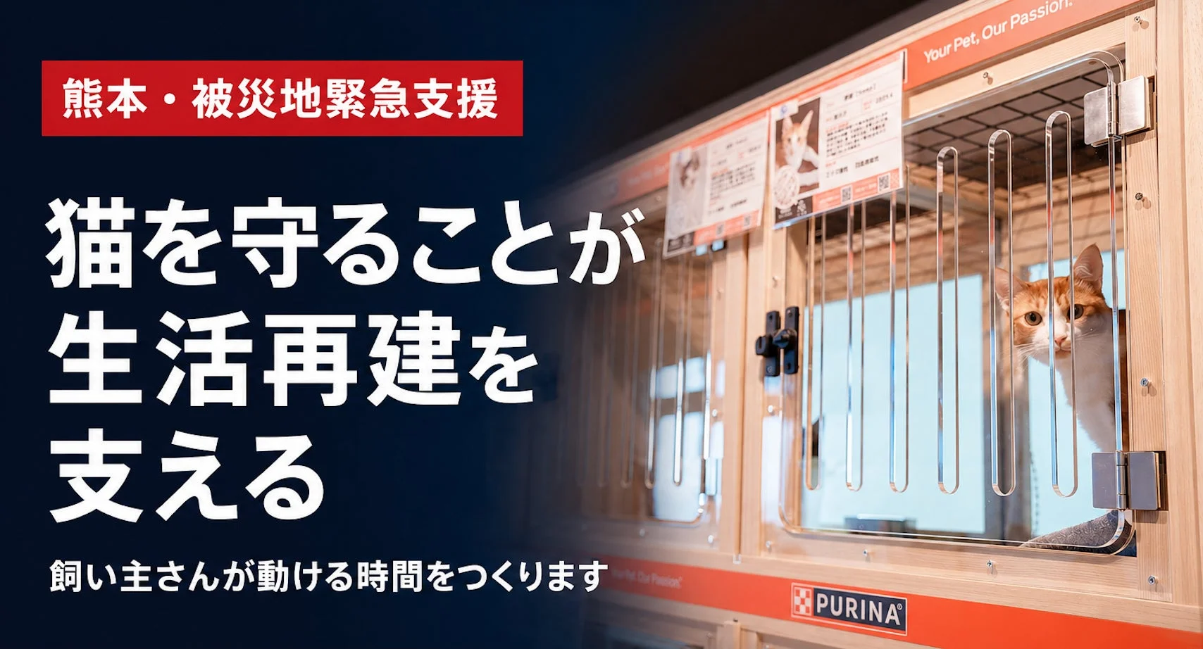 猫を守ることが生活再建を支える