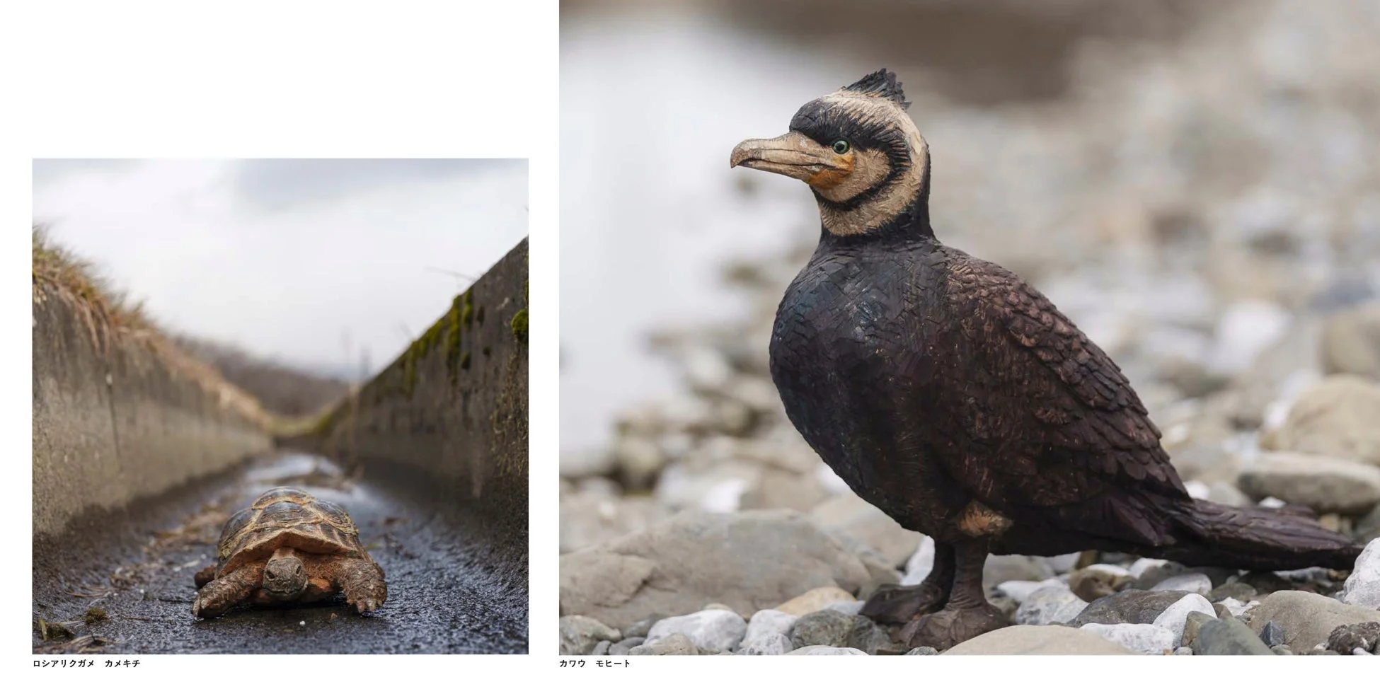 コンクリートの側溝を歩くロシアリクガメと川岸に立つカワウ