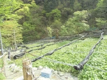 山間部に広がる美しいわさび田