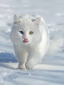 雪の中を歩くオッドアイの白い猫