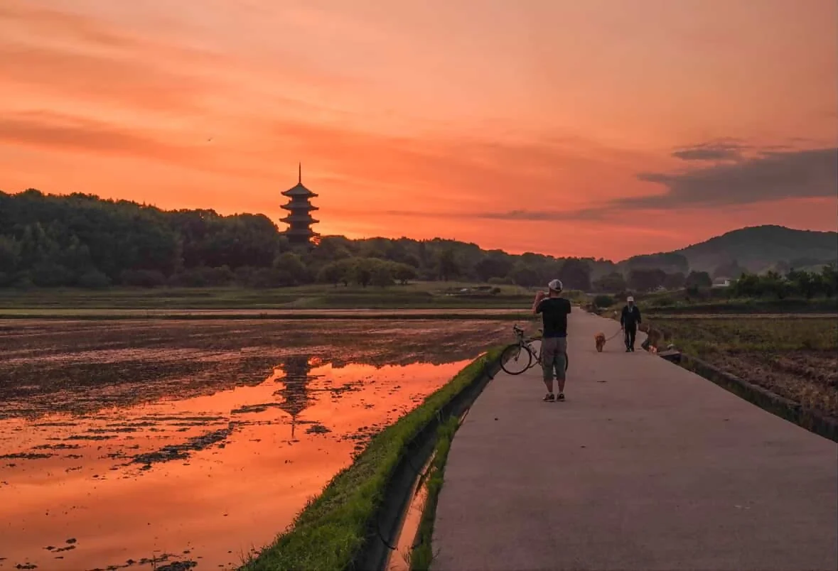 夕焼け空が広がる水田の畔で、五重塔が水面に映り込む美しい日本の風景