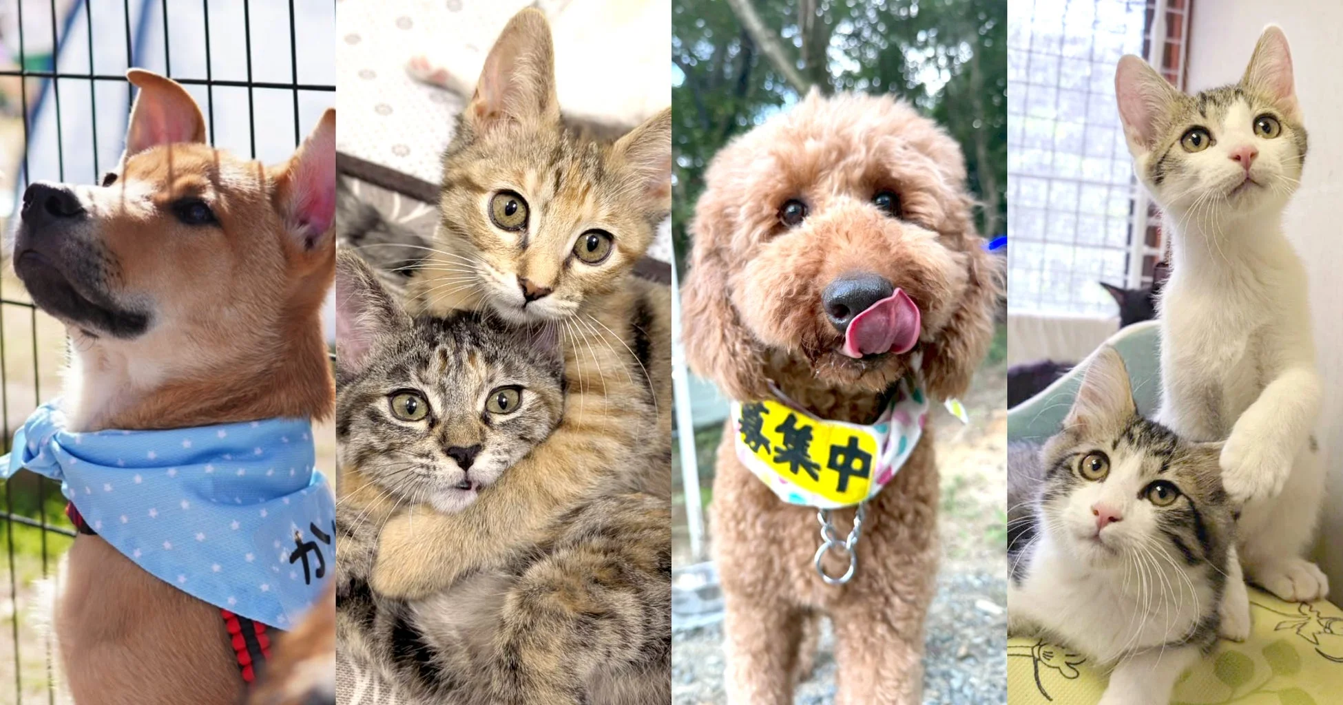 犬と猫のコラージュ