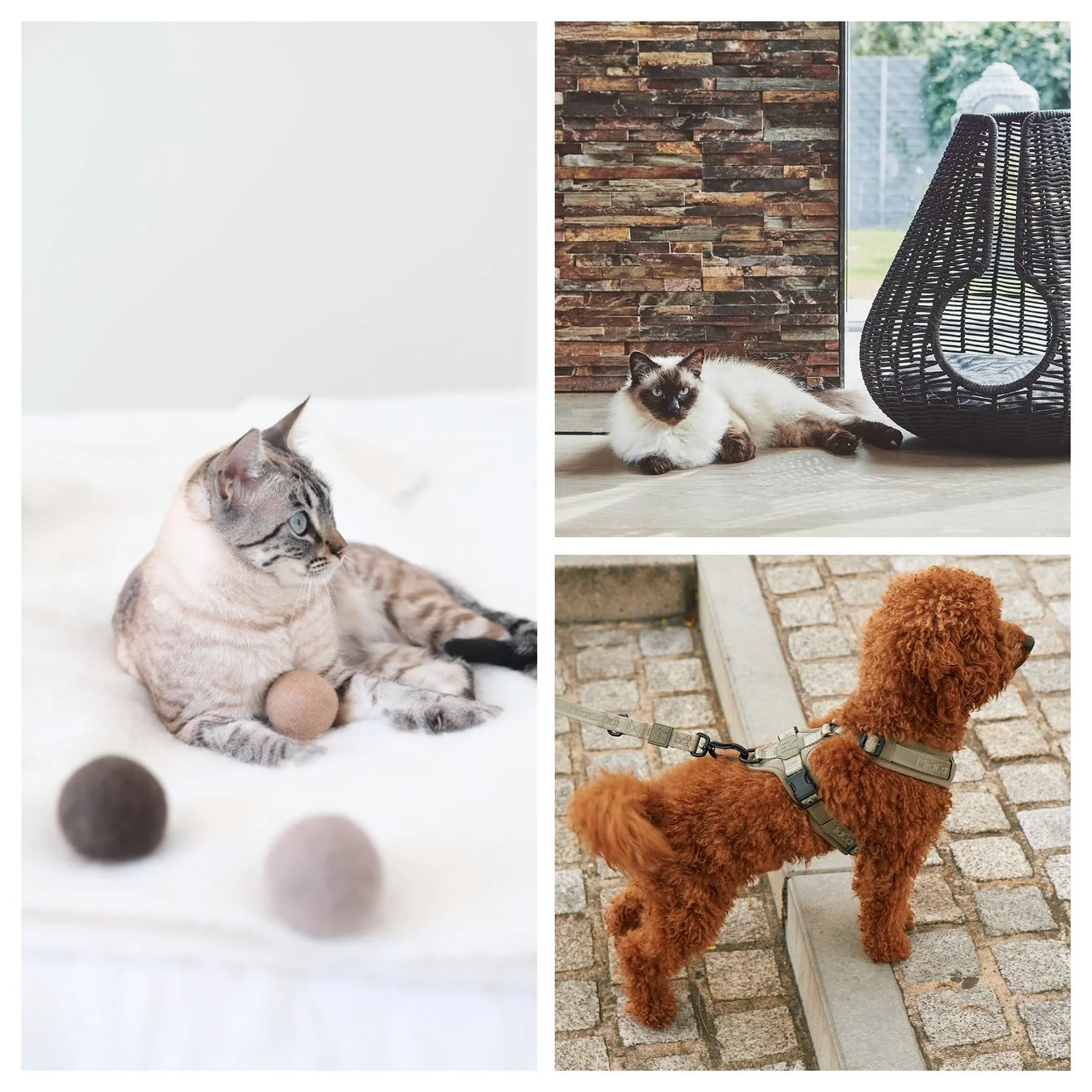 異なる3枚の写真を組み合わせた画像です。白い毛布の上で毛糸玉とくつろぐ猫、モダンなペットベッドの横で休む猫、そしてハーネスを付けて散歩するトイプードルが写っており、ペットとの豊かな暮らしを表現しています。