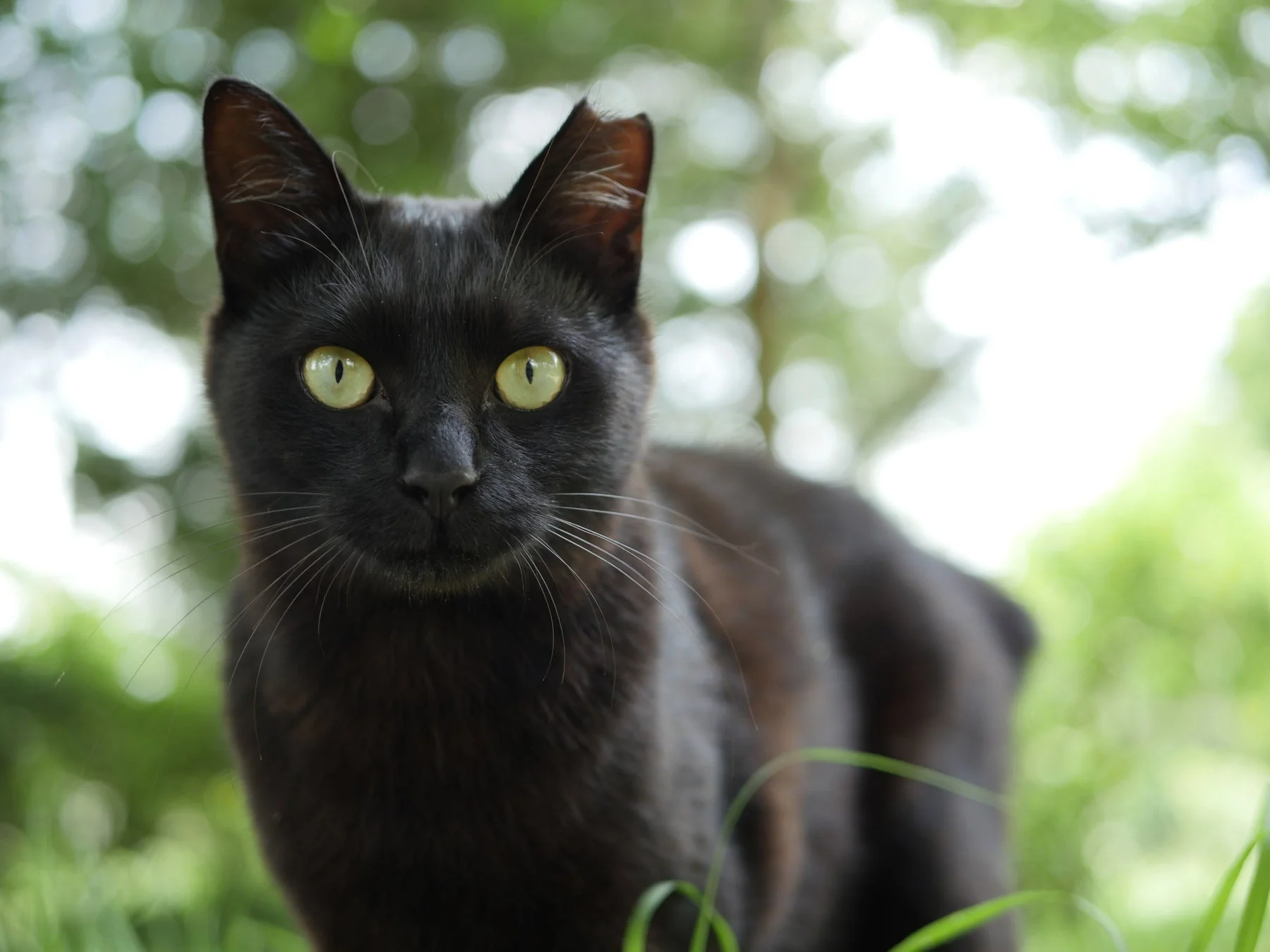 緑色の目が印象的な黒猫