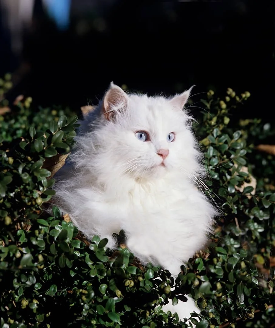 青い目の白い長毛種の猫が、緑の茂みの中に座っている