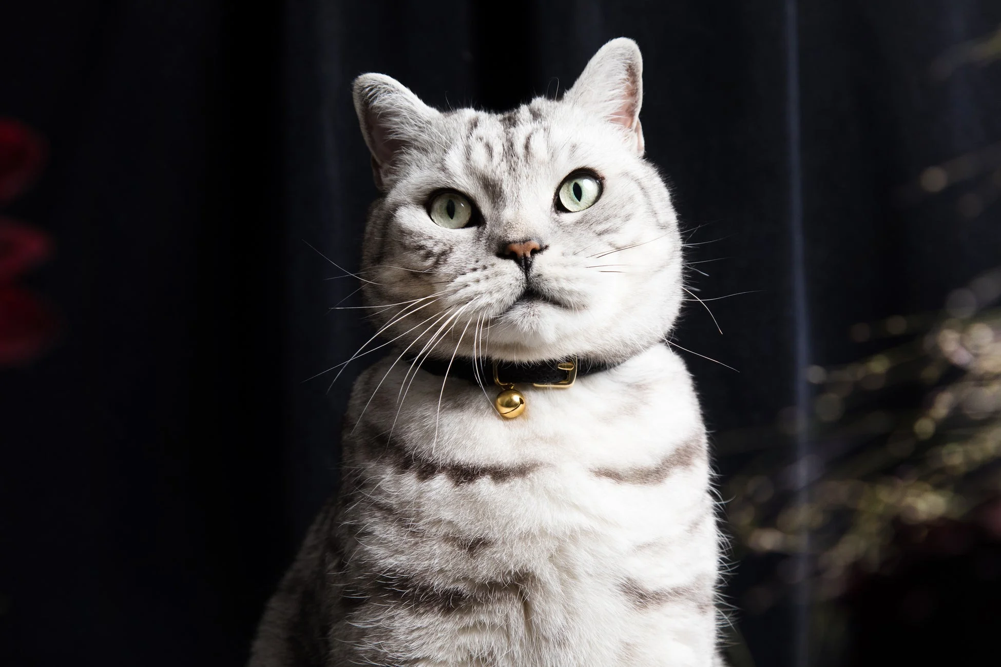 緑色の目が特徴のシルバータビーの猫がカメラをじっと見つめています。黒い首輪には金色の鈴が付いており、背景は暗くぼやけています。