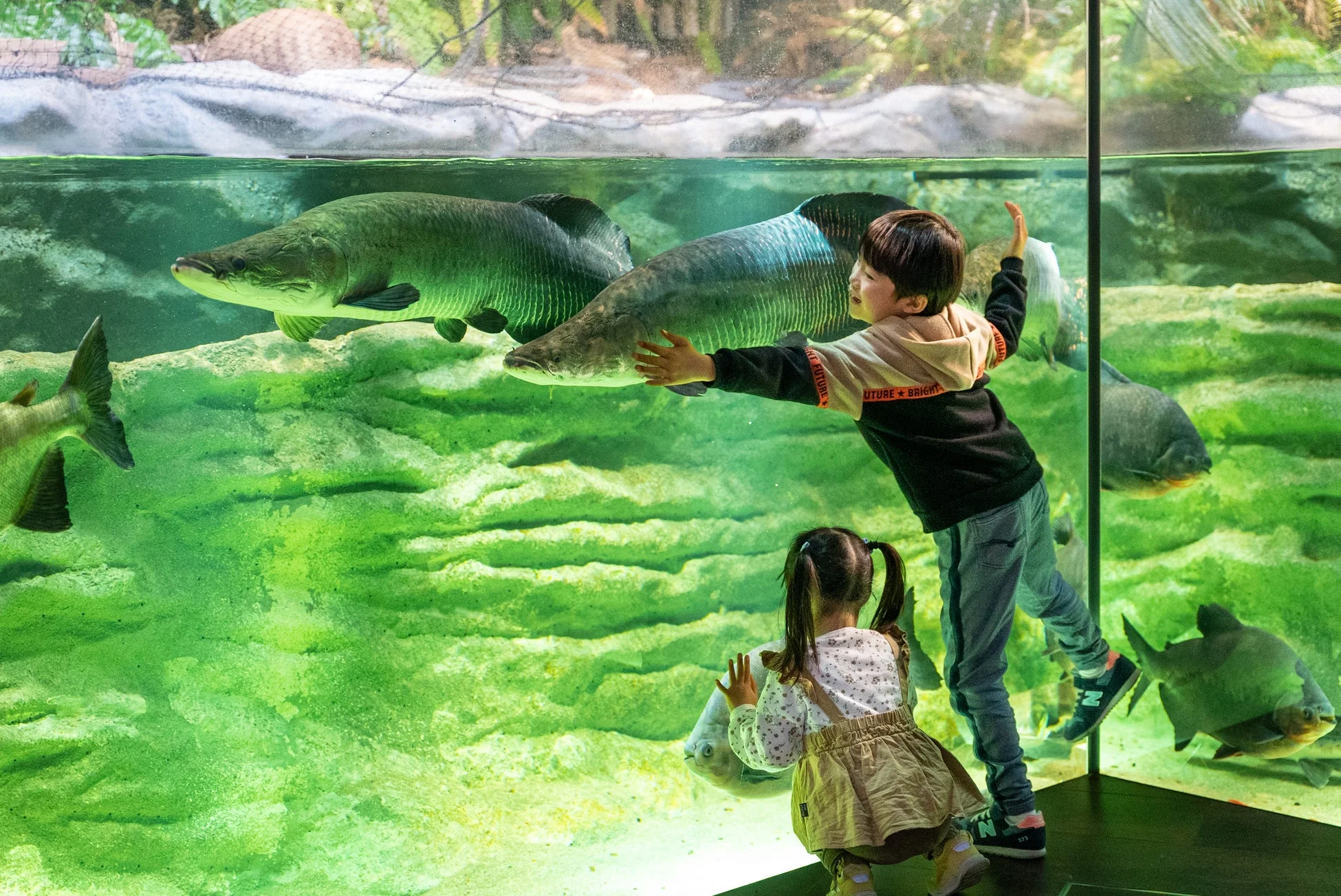 子供と水族館の魚
