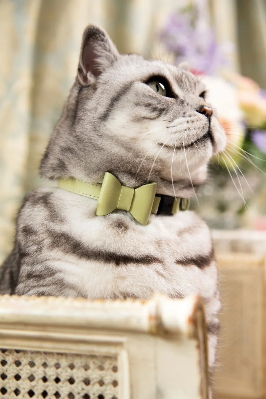 薄緑色の蝶ネクタイをつけたおしゃれなキジトラ猫が、何かを見上げるように視線を向けているポートレート。優雅な姿と背景のぼかしが、猫の魅力を引き立てています。
